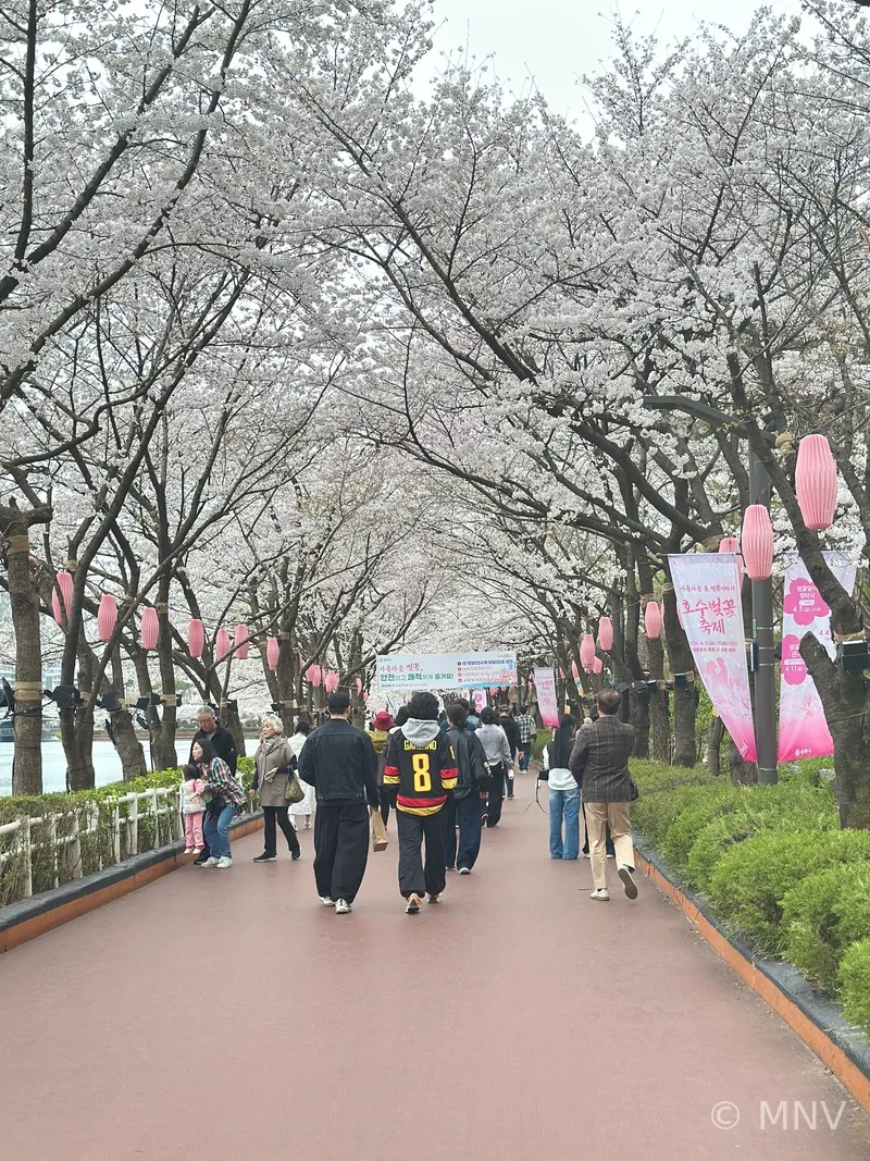 Seoul in Spring vs Fall — I've done both.