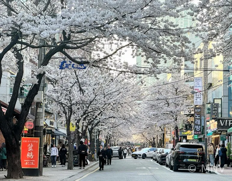 Cherry blossoms at Hapjeong, Seoul